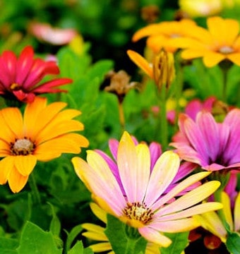 Assorted color flowers