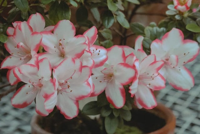 Pink and white azaleas