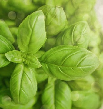 Basil Plant