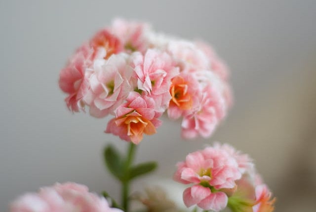 Pink begonias