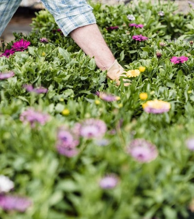 Farmer examining blooming flowers