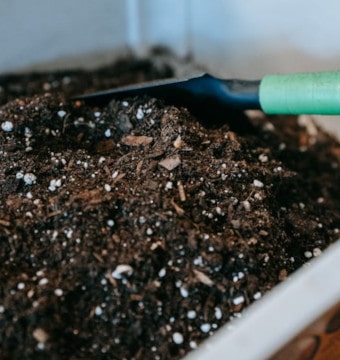 Compost soil with hand trowel