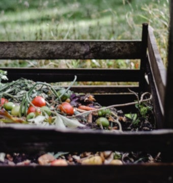 Vegetables inside a composting bin
