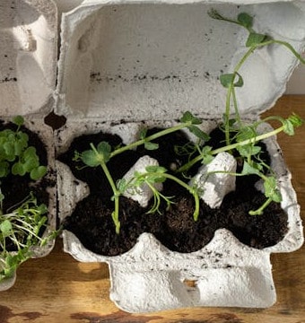 Green plants in egg carton