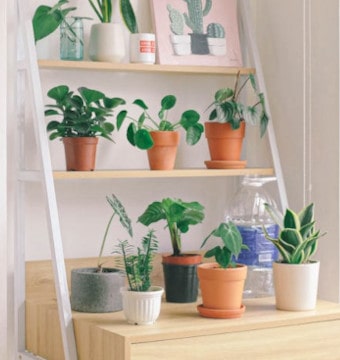 Green plant pots on a wooden table and shelf