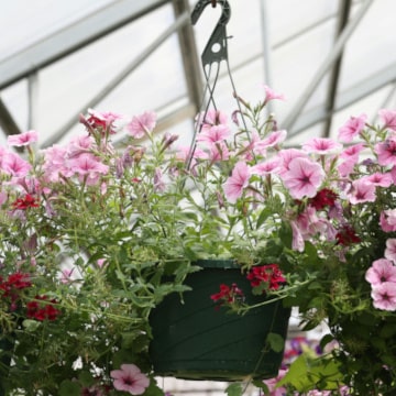 Flowers in hanging pots in a greenhouse