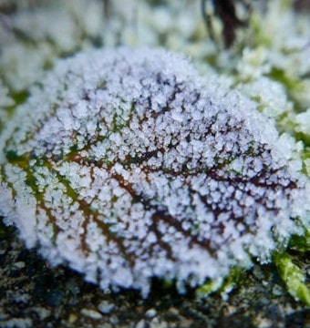 Frozen Leaf