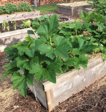 Wooden garden bed with green plants