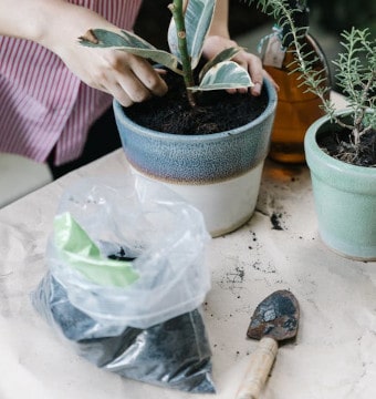 Gardener tending to plant