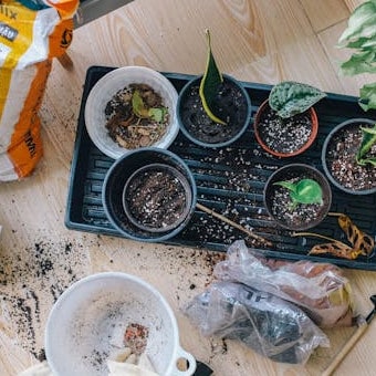 Green-leaved plants in containers on table