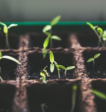 Green plant in cardboard carton