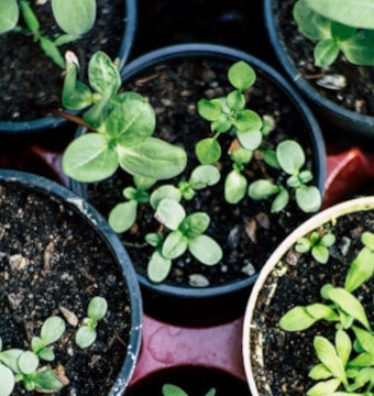 Green plants in plastic pot