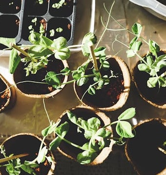 Green plants in paper pots