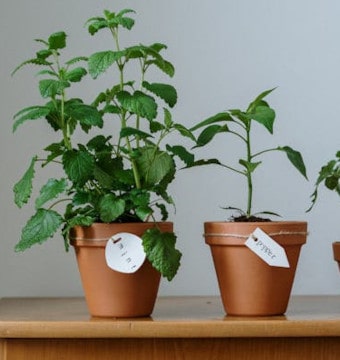 Herbs growing in clay pots