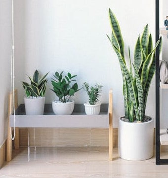 Plants on a rack