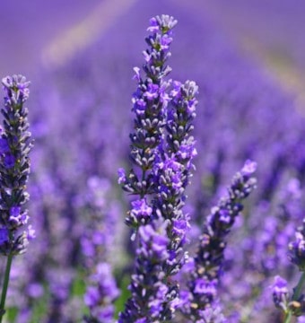Lavendar field