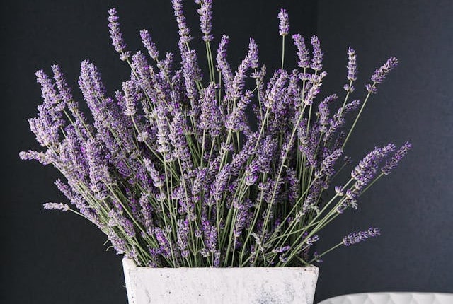 Lavender in a pot