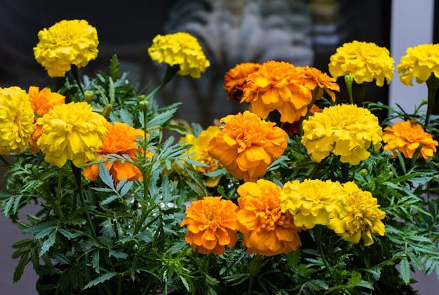 Yellow marigold flowers