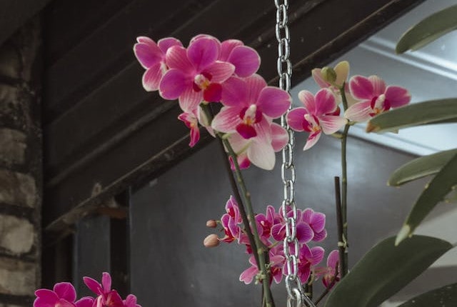 Purple moth orchids