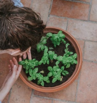 Person checking green plant on brown pot