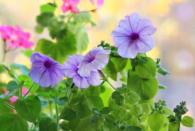 Petunia flowers in bloom