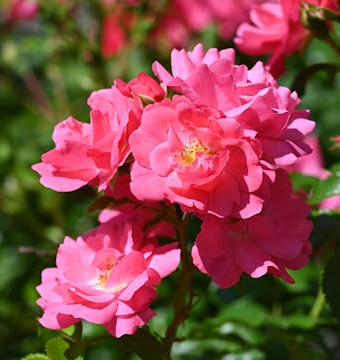 Pink rose bush