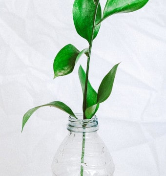 Green-leafed plant in plastic bottle