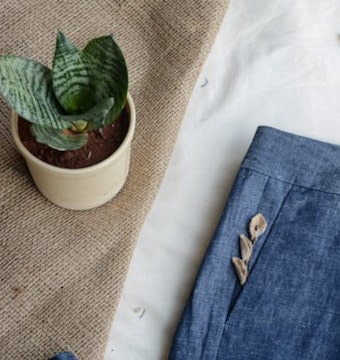 Potted plant near jeans