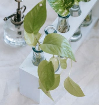 Plants in glass bottle on table