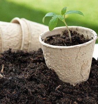 Plant inside a paper pot on a soil pile