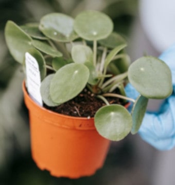 Potted pilea plant