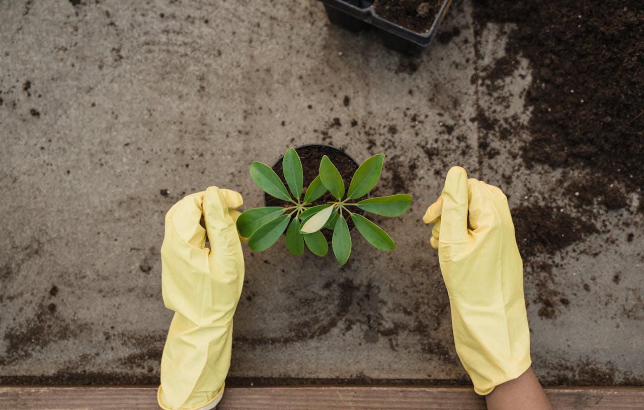 Person in yellow gloves checking a green plant