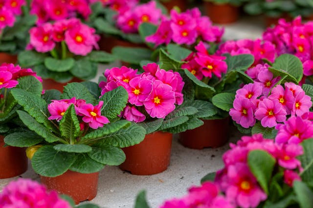 Primroses