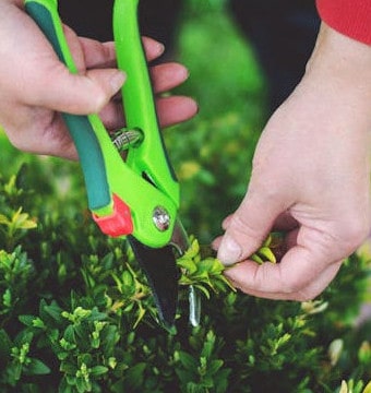 A person pruning a shrub using pruning shears