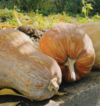 Pumpkins lying on the ground in a garden