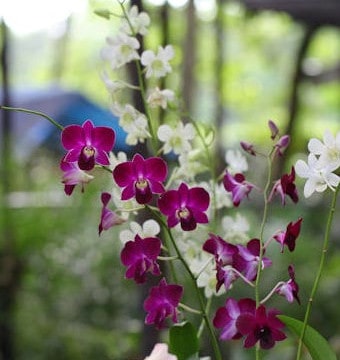 White and pink orchids