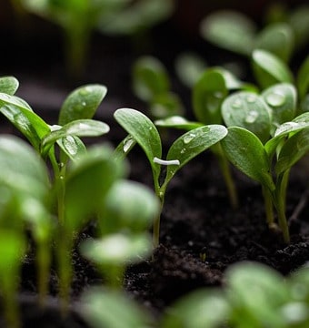 Close up of seedlings growing in soil