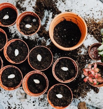 Brown pots with white seeds