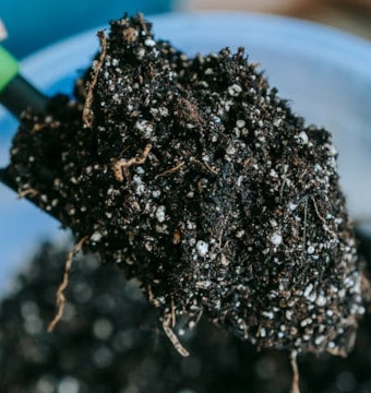 Soil on gardening trowel