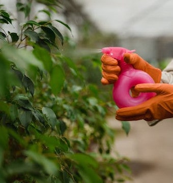 Person holding spray bottle spraying plants