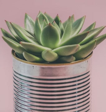 Succulent in tin-can