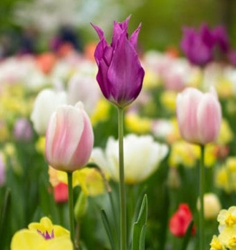 Pink tulip flowers