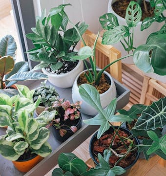 Various ferns in different pots