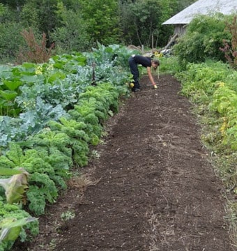 Vegetable garden