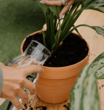 A person watering a newly potted plant