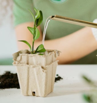 Person watering a plant