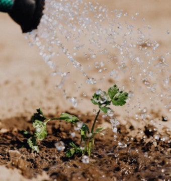 Watering a small plant