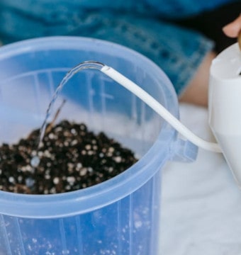 Gardener watering soil in plastic container