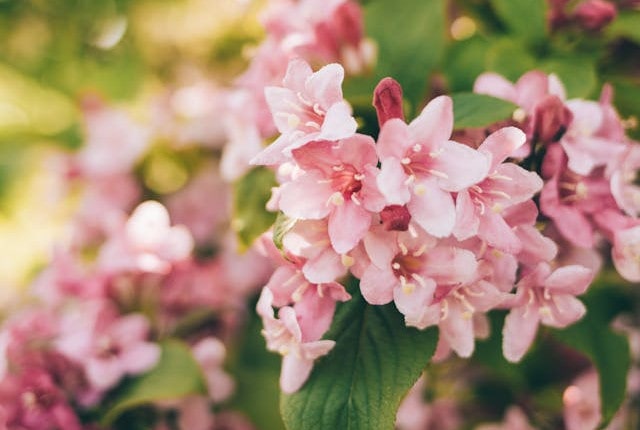Pink weigelas shurb