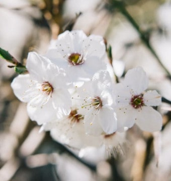 White cherry blossom in bloom